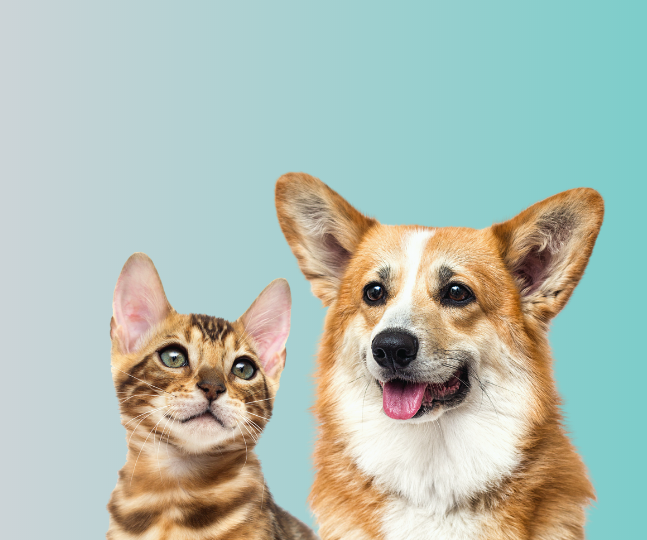 pets blog curavita