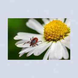 Ticks What You Need to Know This Season