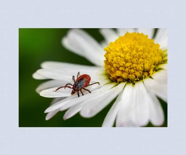 Ticks What You Need to Know This Season