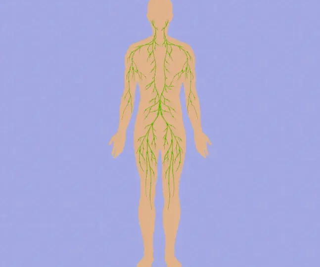 The Benefits of Supporting Your Lymphatic System